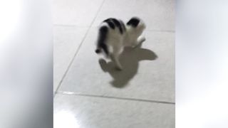 My Kitten's First Day Home - Cutest Kitten Ever