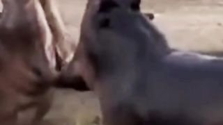 Hippopotamus Vs Hippopotamus