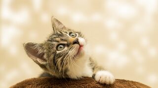 Funny cats compilation #cutecats