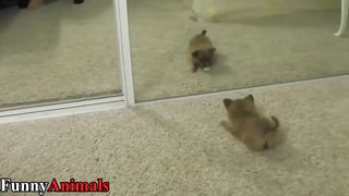 Funny Dog and Cat vs Mirror prank