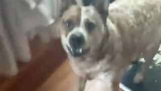 Funny Dog Viral Video 90