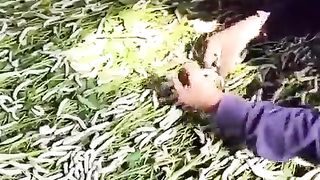How silk is made from silkworms
