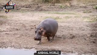 Crocodile Attack Lion Vs Hippopotamus