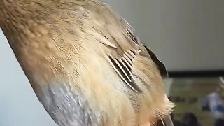 Kicau Burung