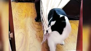 Funny Dog Viral Video 91