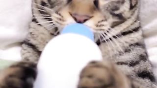 Cat drinking milk