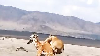 lion attac king viralreels