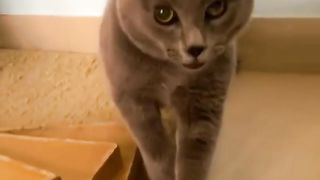 Bermacam suara kucing