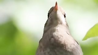 Suara burung sangat merdu