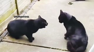 Funny Cat Viral Video 97