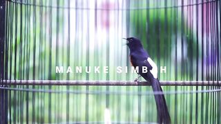 Burung murai batu gacor