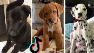 Dogs Doing Funny Things Tik Tok ~ Cutest Puppies TIKTOK Compilation ~ Fluppy 8