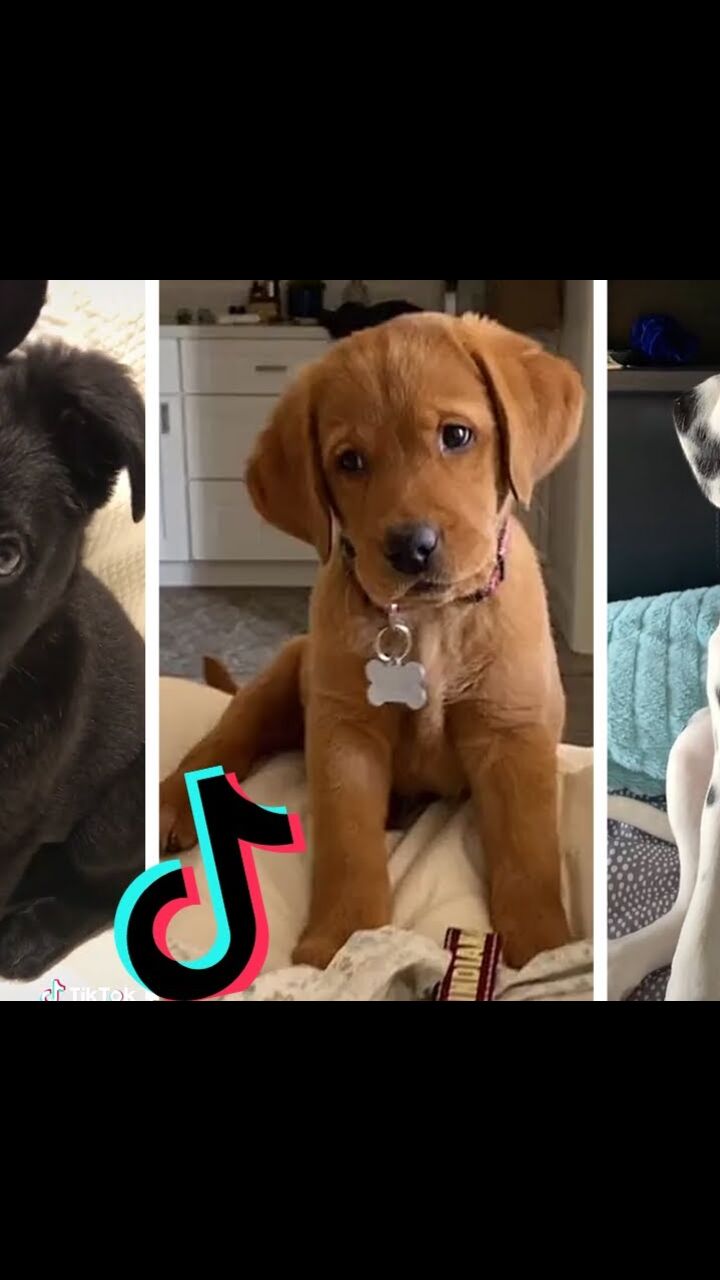 Dogs Doing Funny Things Tik Tok Cutest Puppies TIKTOK Compilation Fluppy 8 by DL27 on Febspot