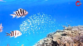 Ikan laut warna warni