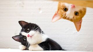 Animaux drôles | Adorables chats et chiens 2023 2