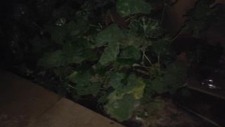 maintain plants  summer squash