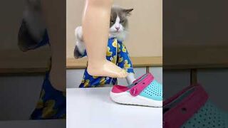 Oddly satisfying ???????????????? kids don't try at home cat
