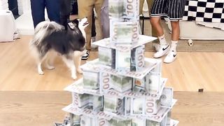 This is amazing video