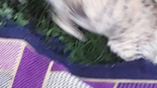 Meri mano billi|piyari si mano billi