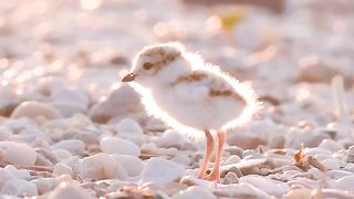 Cute little bird