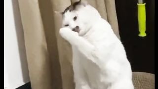 viral cat possessed by a cute snake demon#fyp