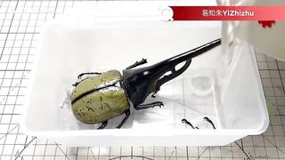 Man Turns DEAD Animals Into Mind Blowing ROBOTS _ Cyborg Beetle & Lobster by @YiZhizhu