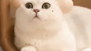 Compilation funny cat part 2