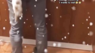 Compilation funny cat part 3