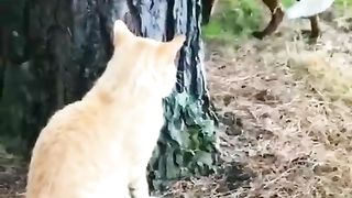 funny cat 90