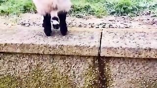 Very beautiful baby goat