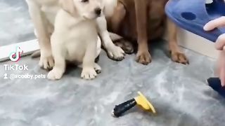 very careful Bitch