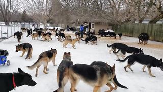 100 German Shepherds playing together