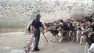Crazy feeding frenzy with the hounds at Chateau Cheverny
