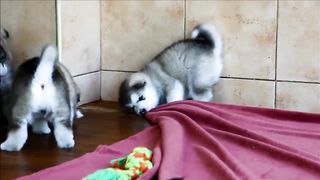 Alaskan malamute puppies