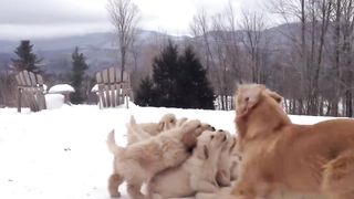 Golden Retriever Plays With Her Puppies | Puppy Pile