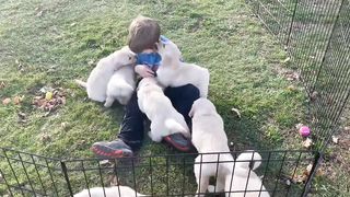 Puppies loving on Daniel