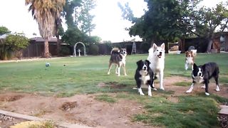 Dogs playing outside. GUARANTEED to make you smile. Most watched video. top. let your dog listen