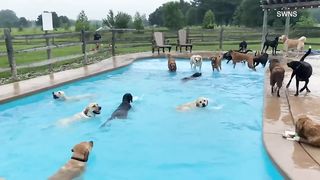 Thirty-nine dogs jump into a pool at Michigan doggy day care, cuteness ensues