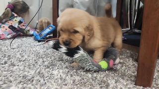Puppies' Playtime. YouTube Golden Retriever