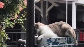 Cat resting in a strange place