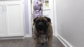 Everyone told me to beware of the Boerboel