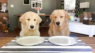 Dog Reviews Food With Girlfriend | Tucker Taste Test 12
