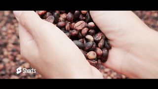 Freshest Coffee shipped to you