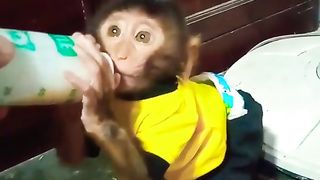 Baby Monkey Drinking Milk Doesn't Want To Let Go