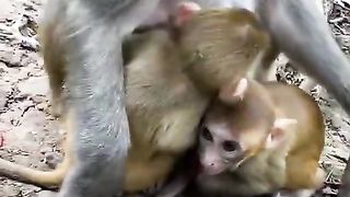 Baby Monkey is Afraid Of Losing His Mother
