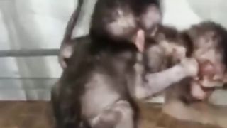 baby monkey is afraid to live with his friends