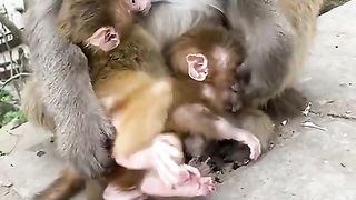 Baby monkey The Hassle of Having Two Babies