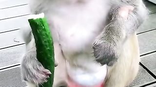 big monkey eat fruit what is it __