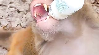 monkey drinking milk without hands