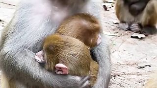 Monkey Mother Hugs Her Two Cubs Tightly